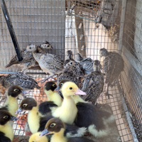 Pulcinotti di Fagiano