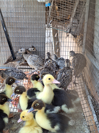 Pulcinotti di Fagiano