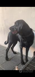Labrador un anno e mezzo