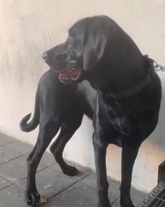 Labrador un anno e mezzo