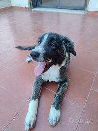 Cucciola cane