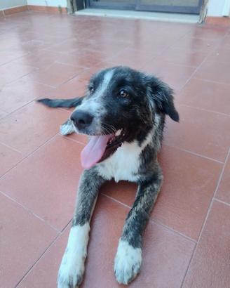 Cucciola cane