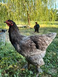 Brahma