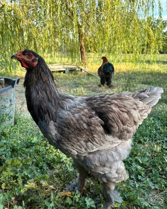 Brahma