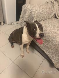 Amstaff blu per monta