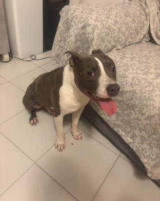 Amstaff blu per monta