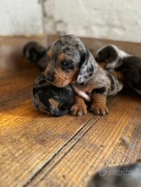 Cuccioli di bassotto Arlecchino
