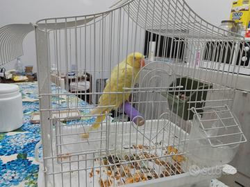 Parrochetto dal collare