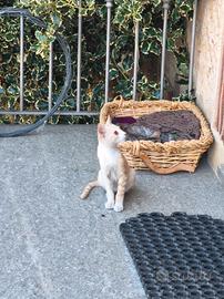 gattine meticce