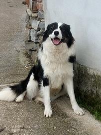 Border collie