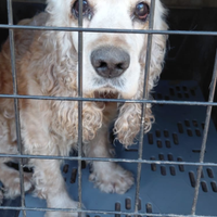 Cocker maschio per monta