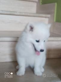 Cuccioli Volpino Italiano