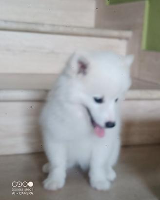 Cuccioli Volpino Italiano