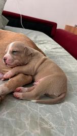 Incrocio pitbul amastaff