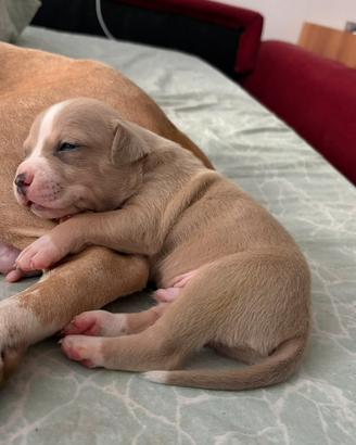 Incrocio pitbul amastaff