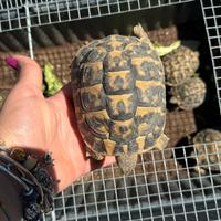 Tartarughe baby e sub adulte