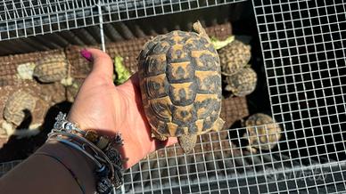 Tartarughe baby e sub adulte