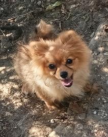 Cuccioli di Spitz nano, volpino di Pomerania