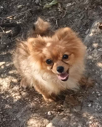 Cuccioli di Spitz nano, volpino di Pomerania