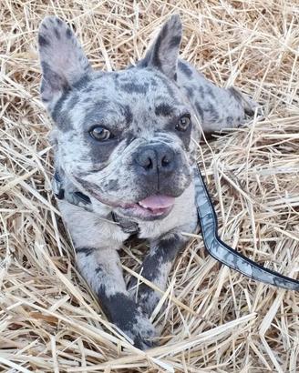 Bulldog Francese per monta
