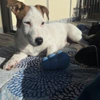 Jack russel maschio per monta