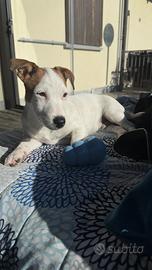 Jack russel maschio per monta