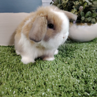 Minilop split occhi azzurri