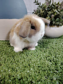 Minilop split occhi azzurri