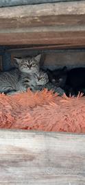 disponibili dei gattini