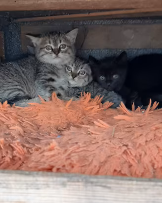 disponibili dei gattini