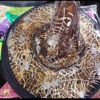 Vestiti e accessori Halloween