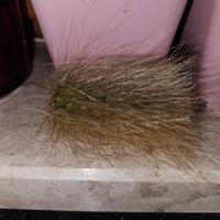 coda di scimmia pianta 