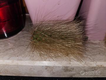 coda di scimmia pianta 