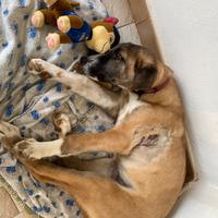 Cucciolo amorevole