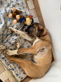 Cucciolo amorevole