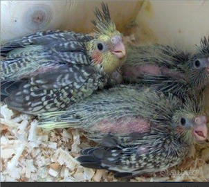 Vendita pulli di calopsite allevati a mano e nn