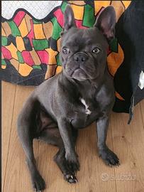 Bulldog francese blu