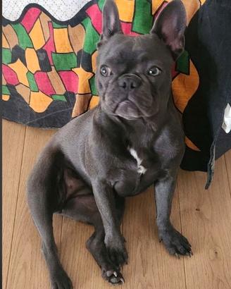 Bulldog francese blu