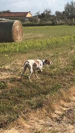 Pointer