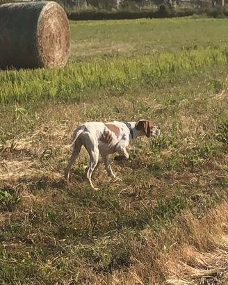 Pointer