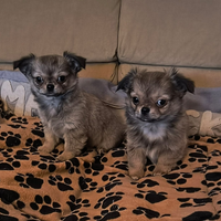 Cuccioli maschi chihuahua di pelo lungo