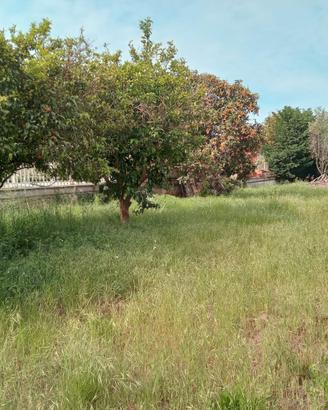 Pianura Via Vicinale Torciolano Rif.131T