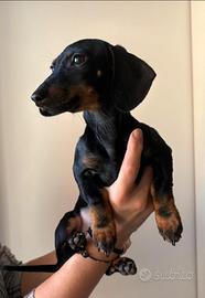 Cucciolo bassotto kaninchen