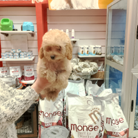 Barboncino Toy Fulvo femminuccia