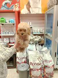 Barboncino Toy Fulvo femminuccia