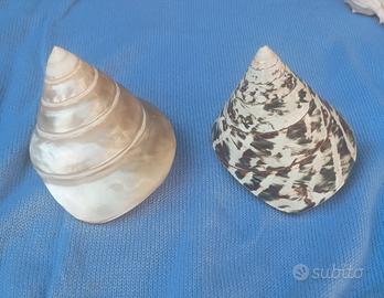 Due conchiglie 'Tectus pyramis"