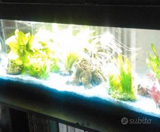 acquario 
