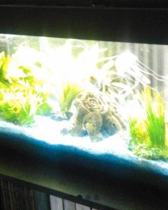 acquario 