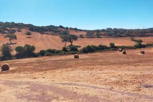 Terreno agricolo pressi Monte Minerva