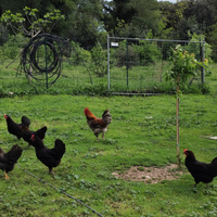 Gallina Marans e Olive Egger
